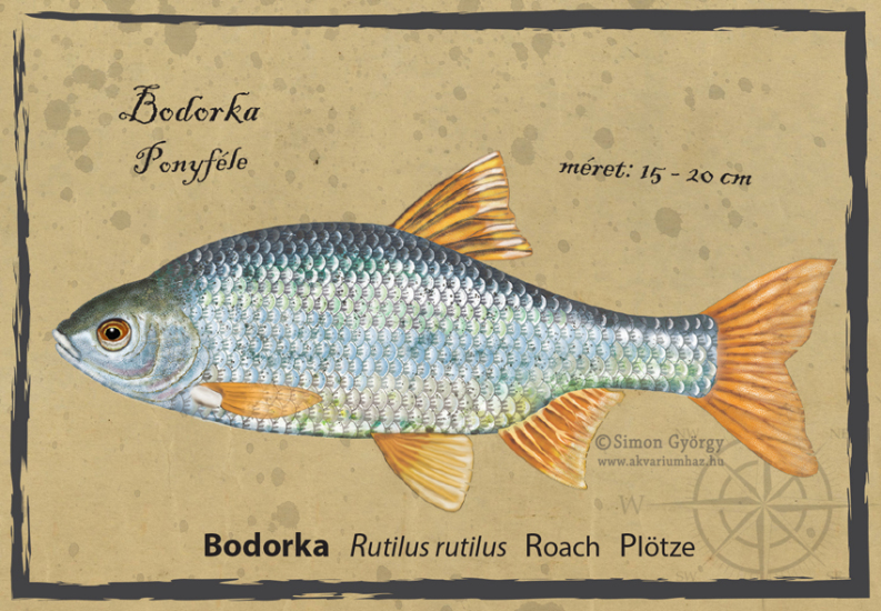 Bodorka