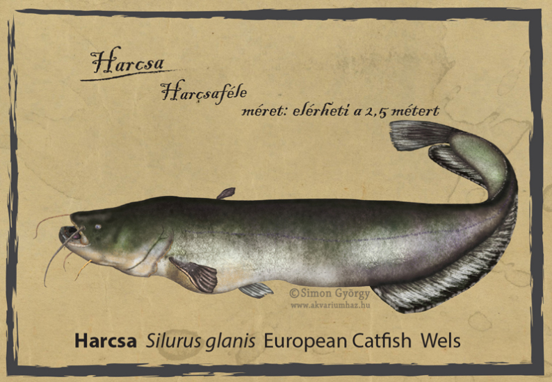 Harcsa